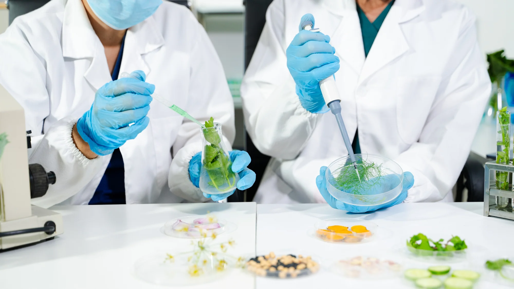 Two scientists in gloves testing plant samples in a laboratory