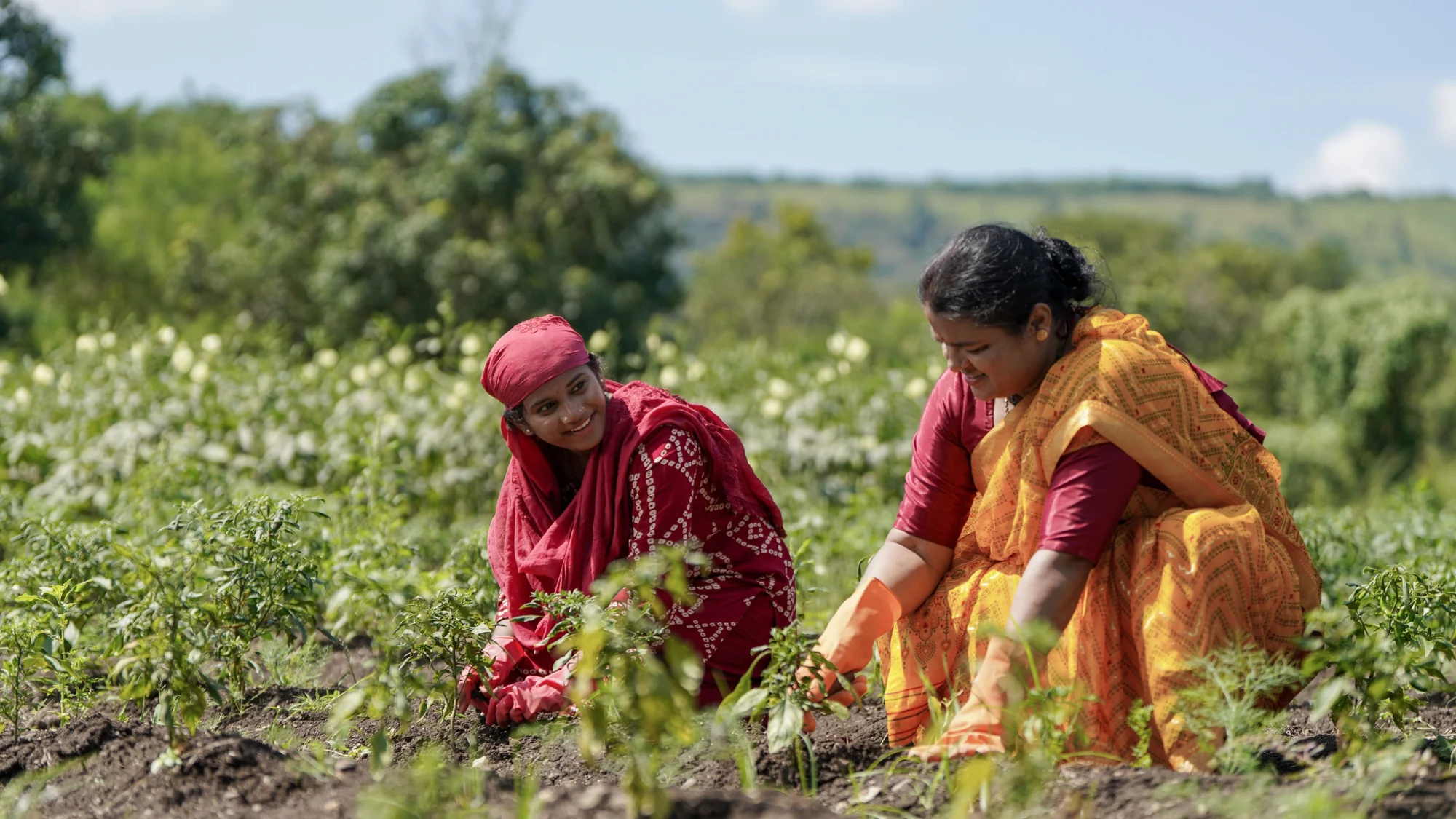 Two women tending young chilli plants in a field, smiling at each other